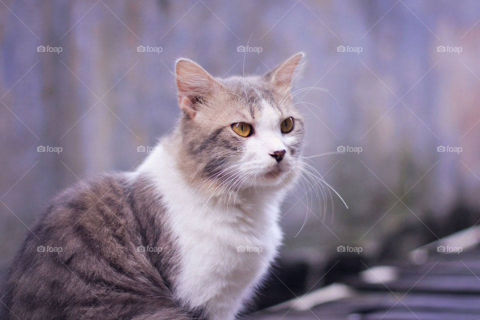a percian cat look something a day in outdoor