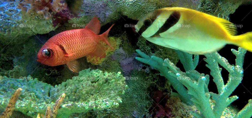 Fish.