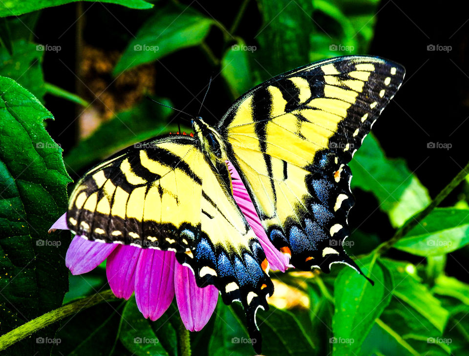 Yellowtail Butterfly Enjoying Mother Nature