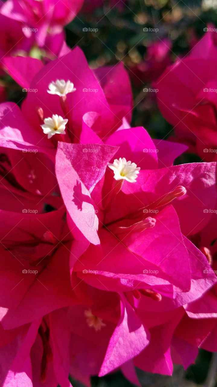 pretty pink in the landscaping