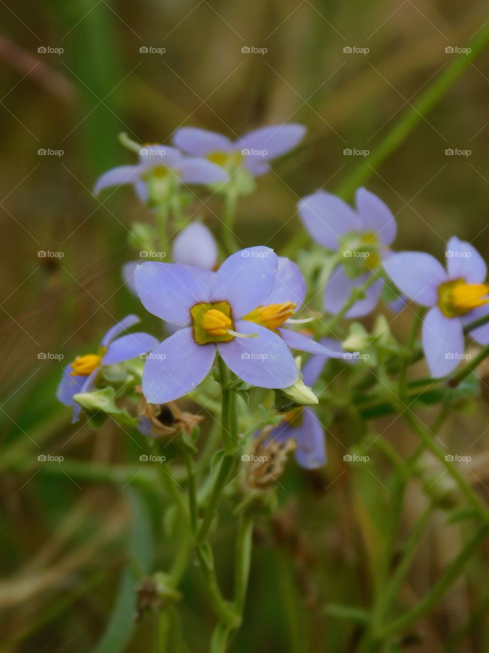 Bunch of flowers  - It is lavender coloured flowers with yellow middle on wild grass looking so attractive on barren land.