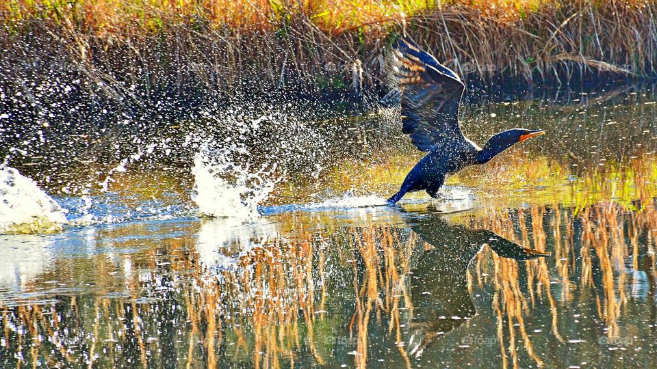 Cormorant flying over lake