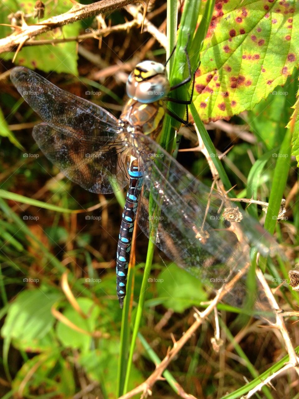 sweden garden sommar summer by elluca