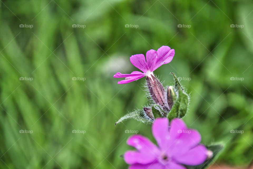 flower in the garden