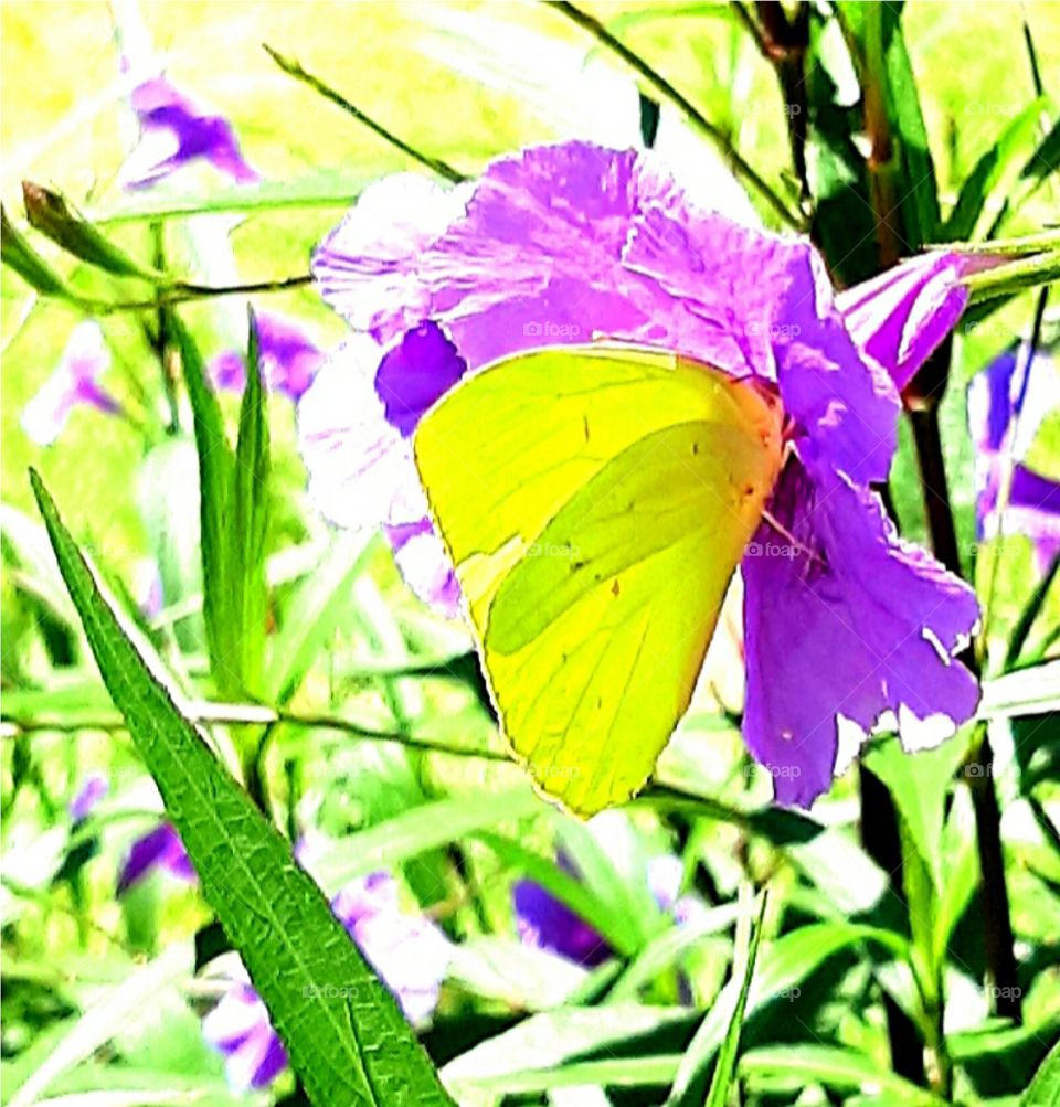 yellow butterfly purple flowers