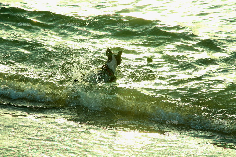 dog swiming. dog playing in the sea With a ball