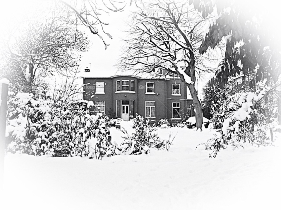 snow winter tree forest by Bea