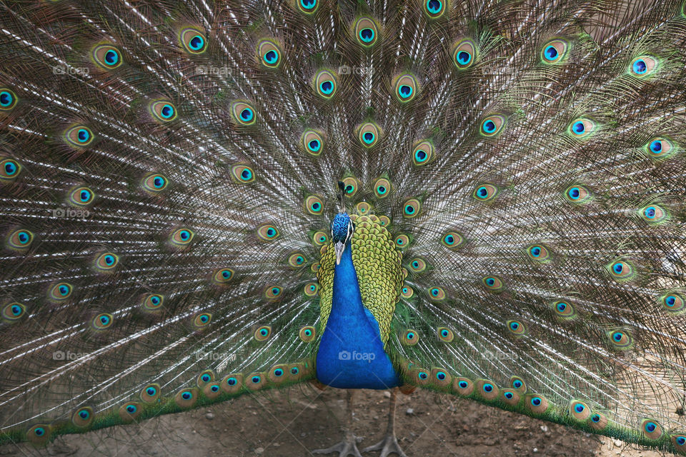 Portrait of peacock with feathers out