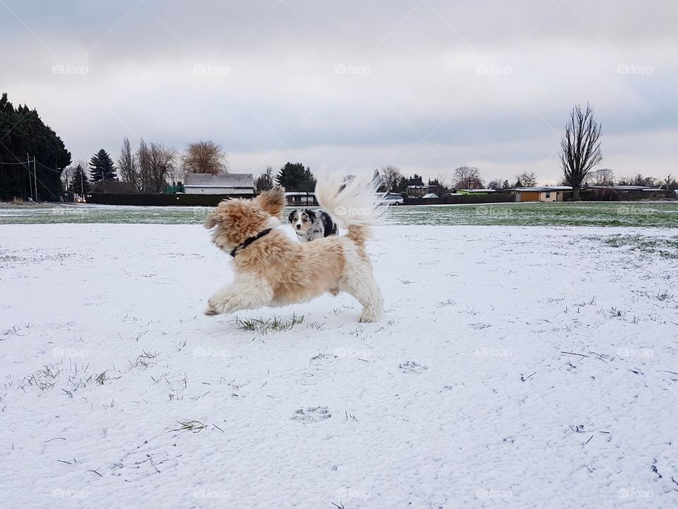 a puppy and an adult dog play in the snow on a nice cold winter day and have fun.