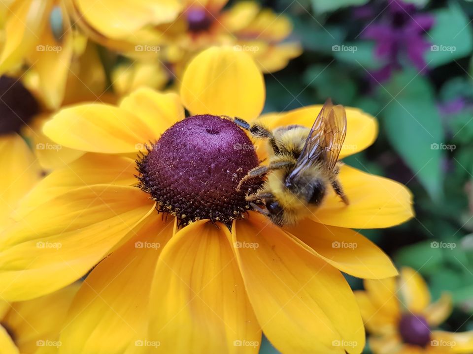 Bumblebee on a flower