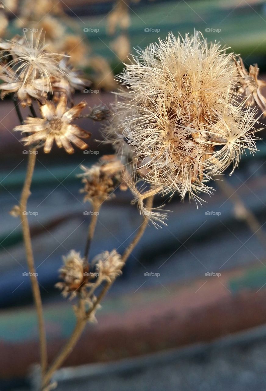 Close-up of a plant