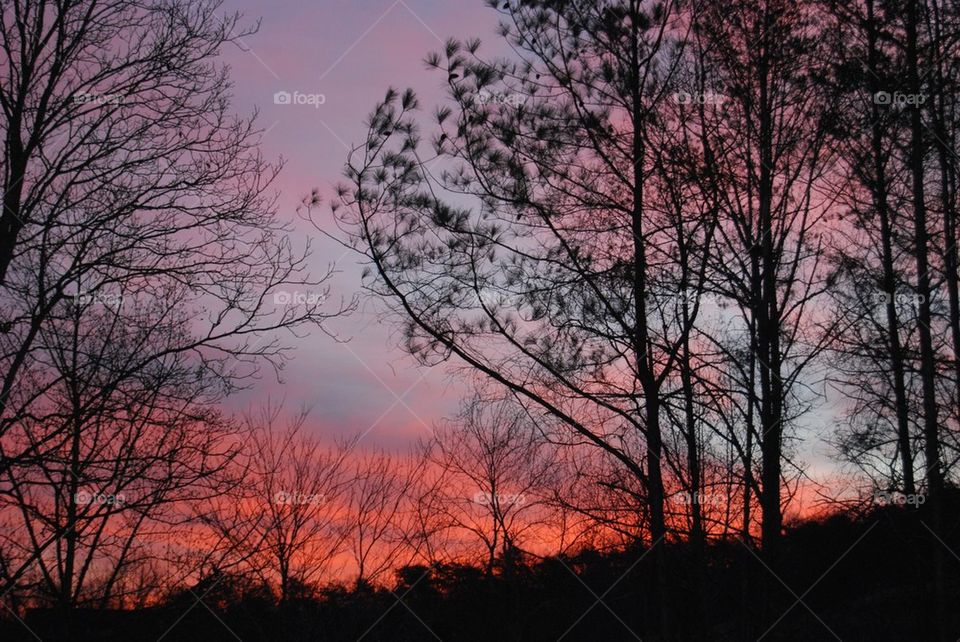 Tree at sunset