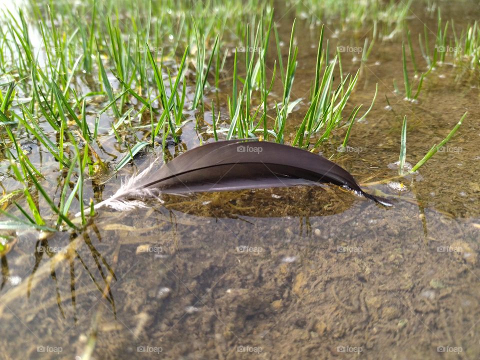 Feather and water