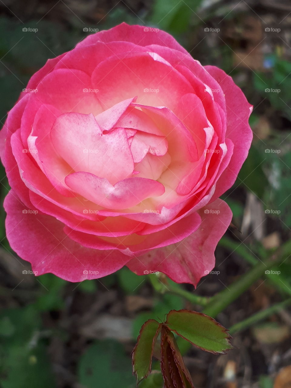 Radient Pink Rose Flower