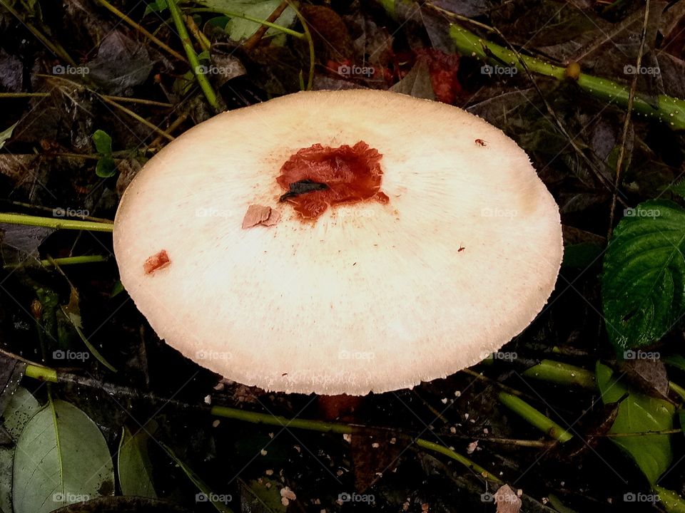 wild mushroom