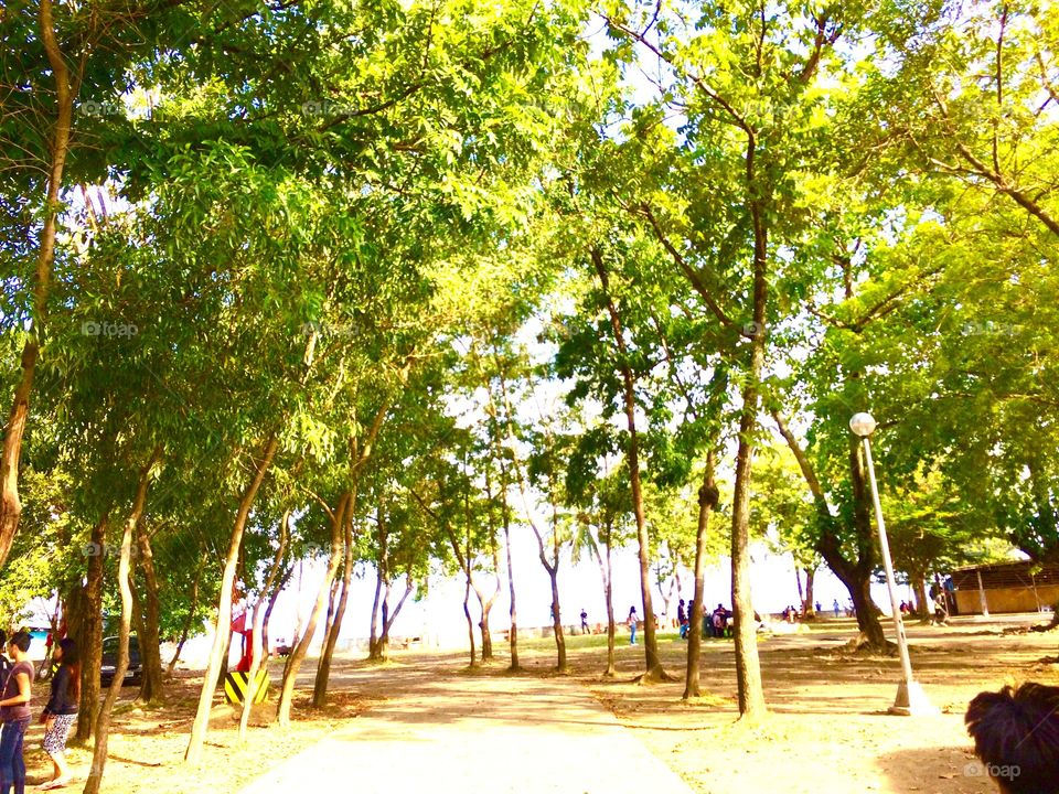 Trees on the Park 