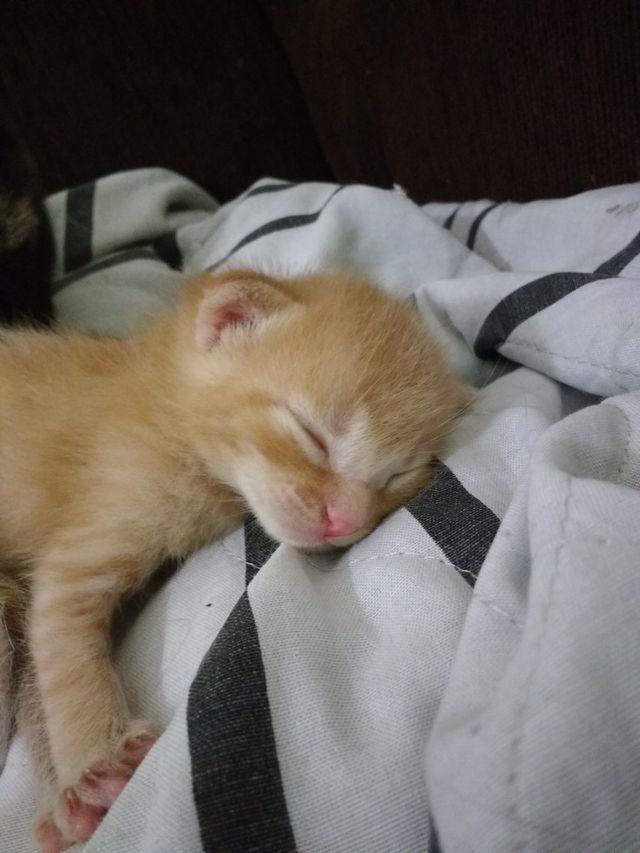 kitten