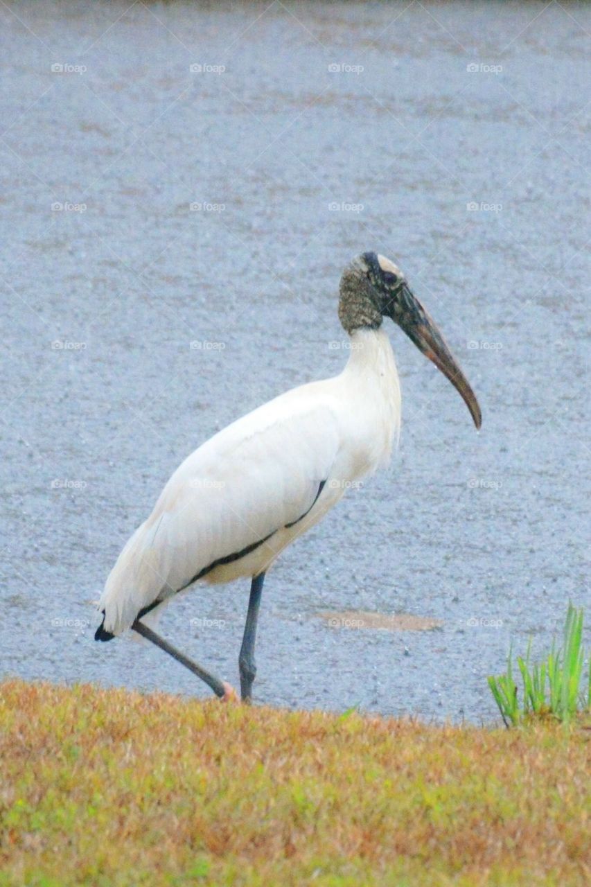 Wood stork one