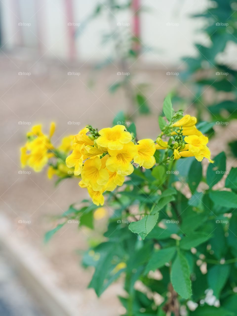 Yellow popping trumpet flowers with a faded background of leaves and stem. Also known as yellow trumpetbush or yellow bells. 