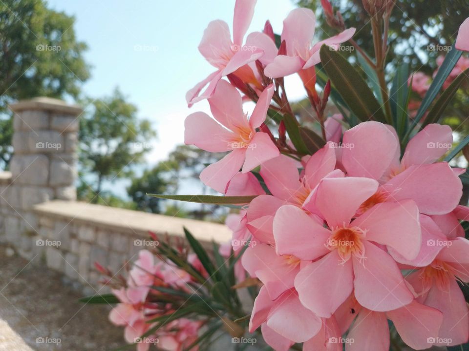 Pink Leander in Croatia next to the seaside