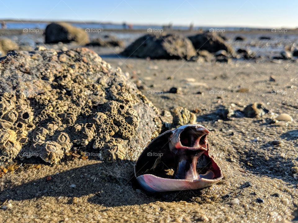 low tide shell
