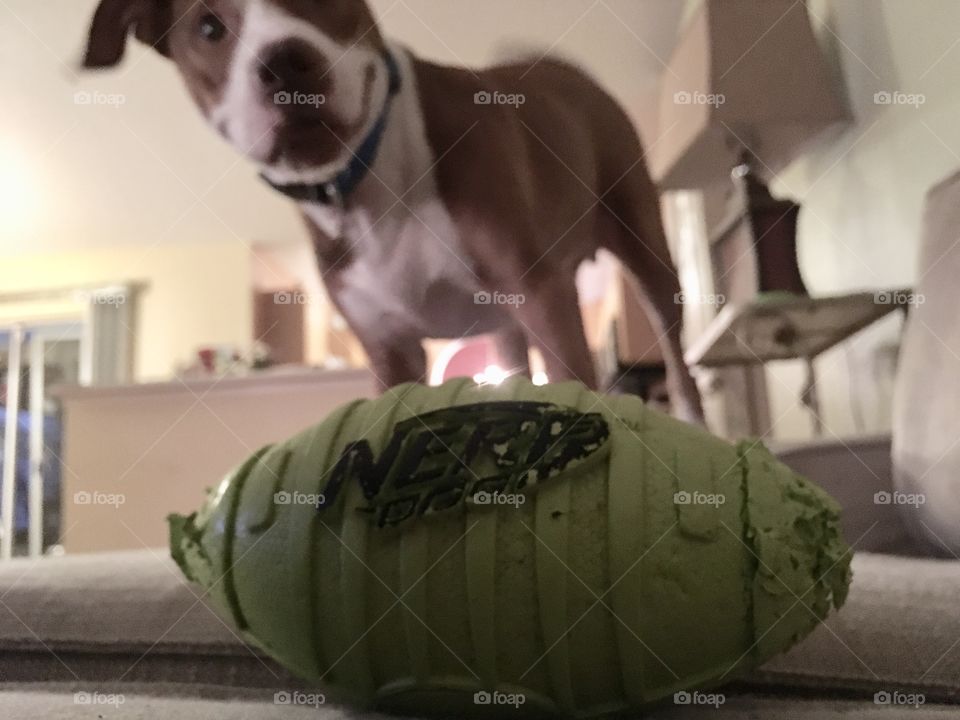 Nerf football for dogs with a beautiful rescue dog