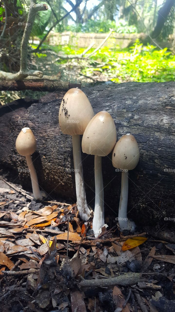 4 mushrooms