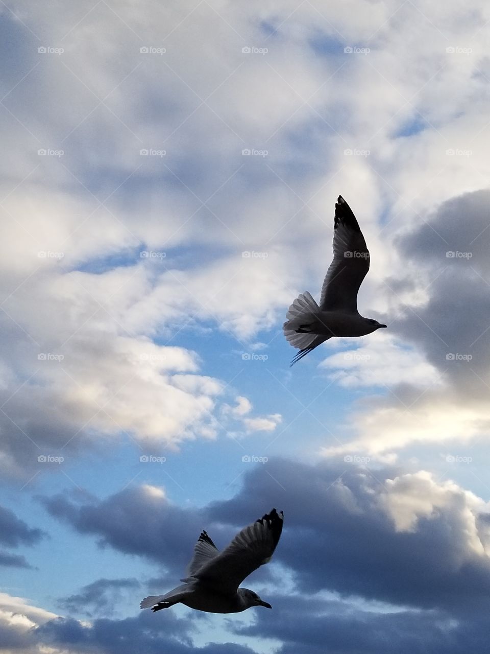 For such a "dirty bird", these Seagulls, are gorgeous taking flight on a dock of the Chesapeake.