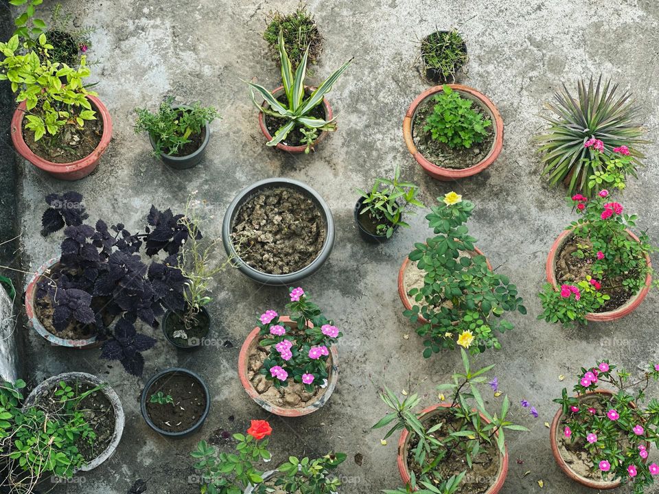 Flower pots on terrace garden