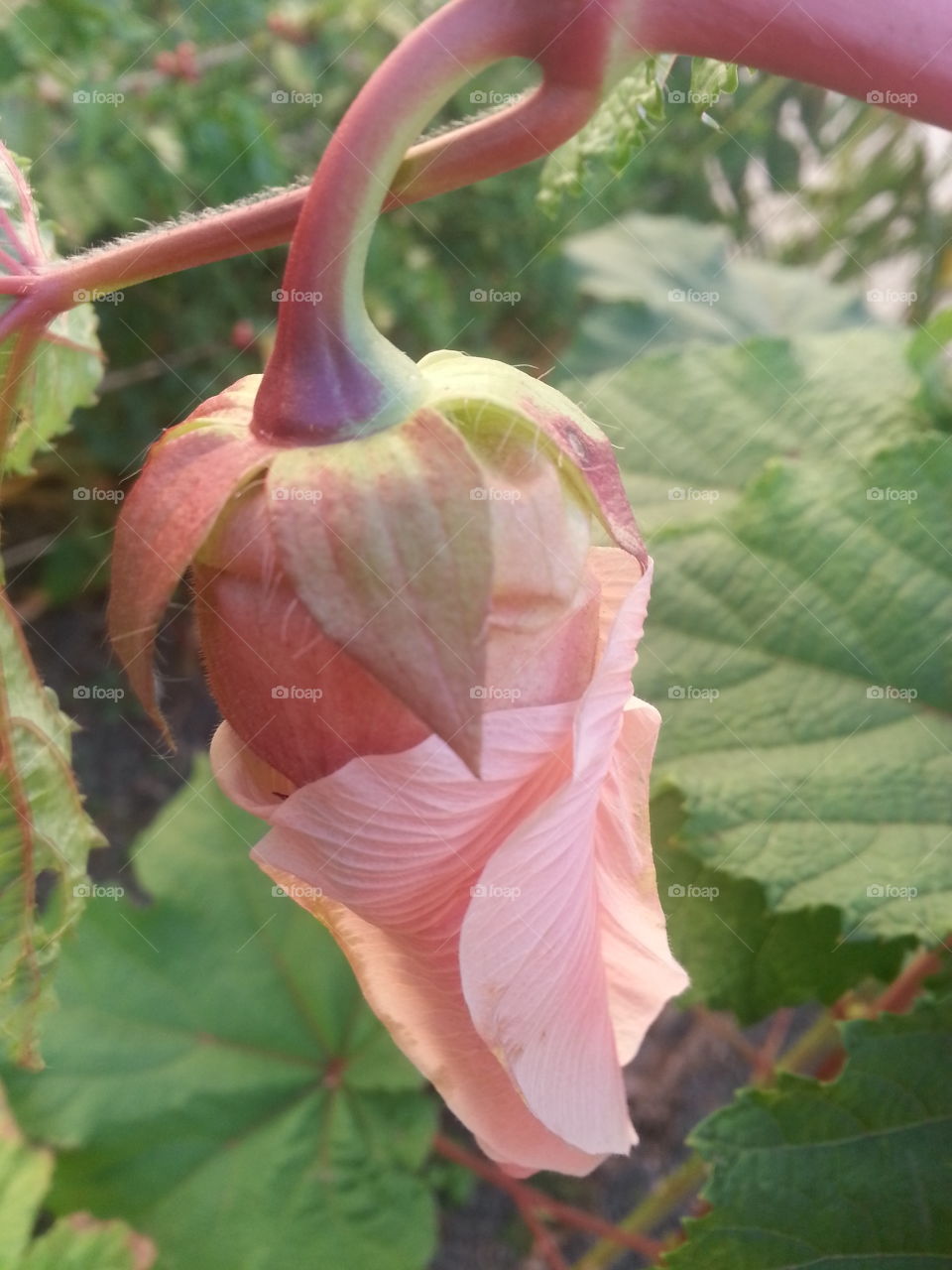 Flor de quiabo