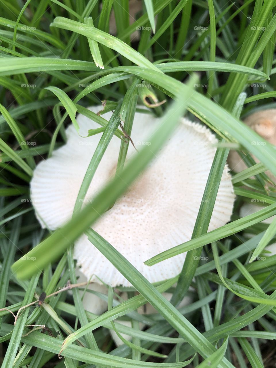 Mushroom around everywhere, Countryside ( Thailand)