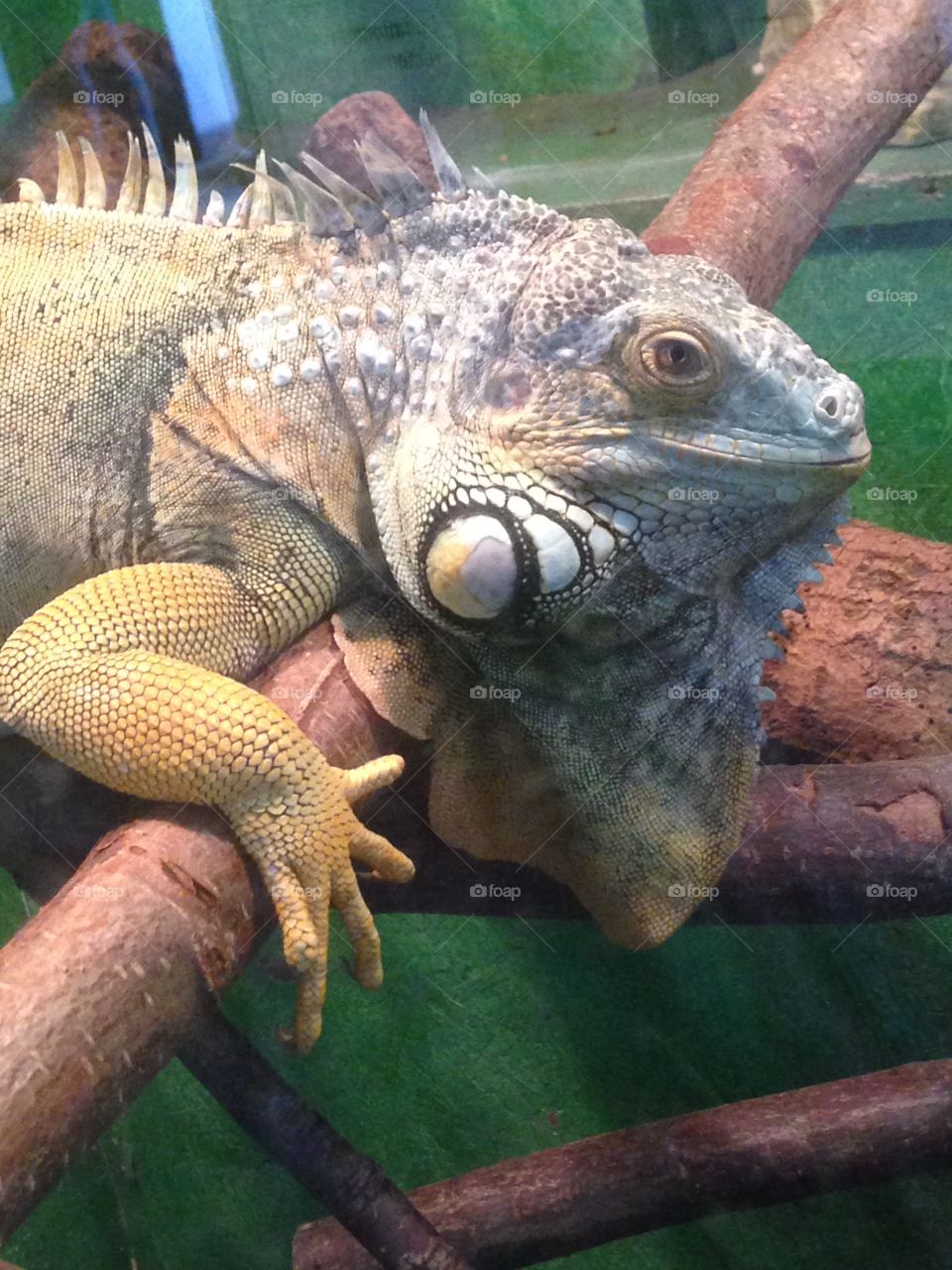 Iguana close up