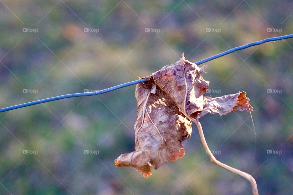 A dead leaf caught on a fence wire during autumn