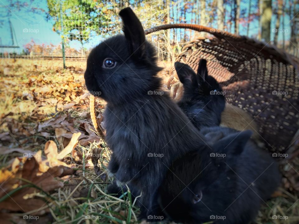 Black rabbit on grass