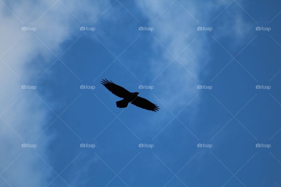Eagle soaring high in Pennsylvania sky 