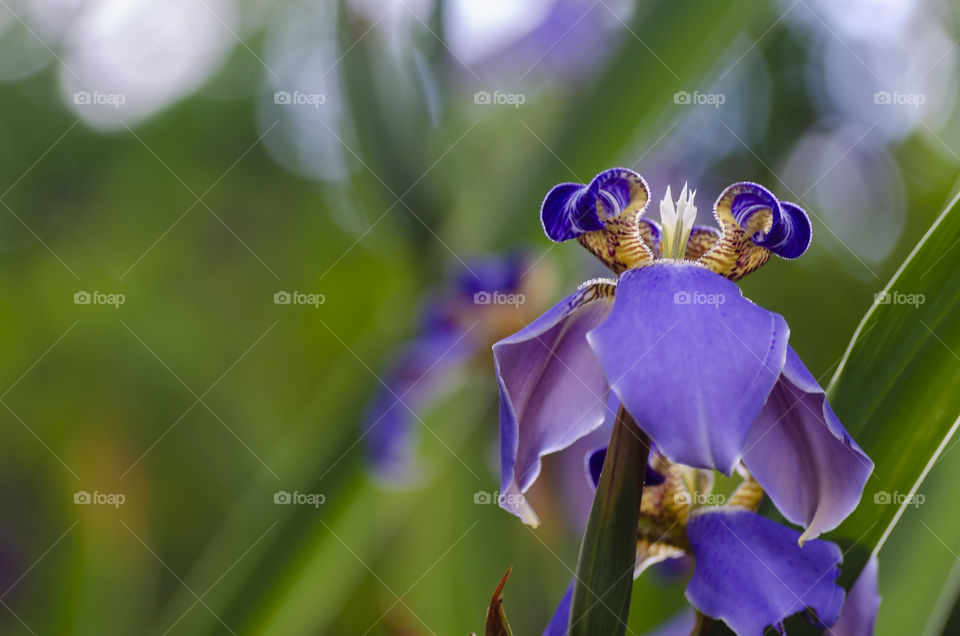 Purple flowers with a green background