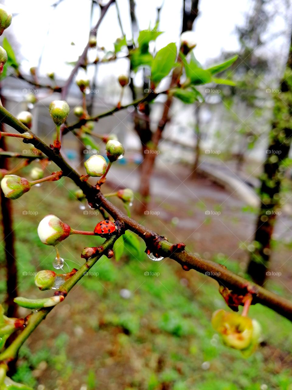 Все пахнет иначе, когда идет дождь