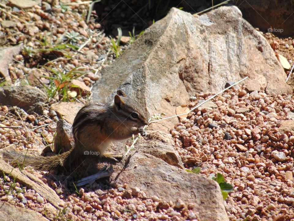 Chipmunk munching on a twig. 