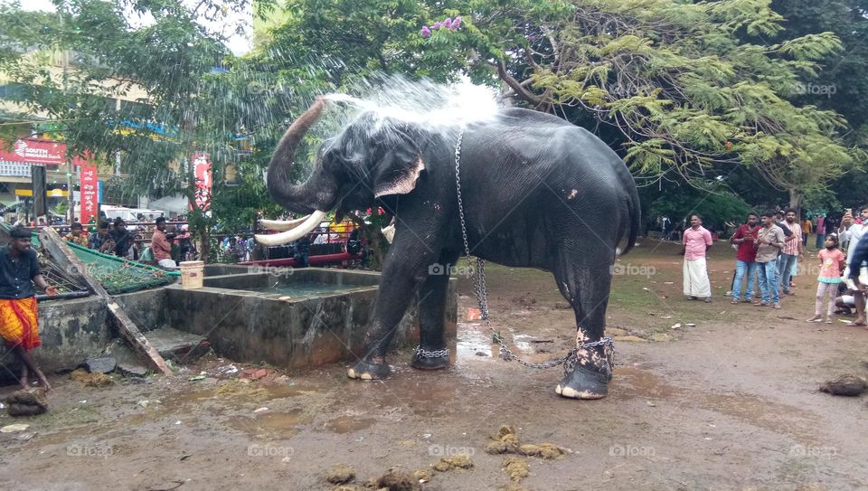 Thrissur Pooram 2022