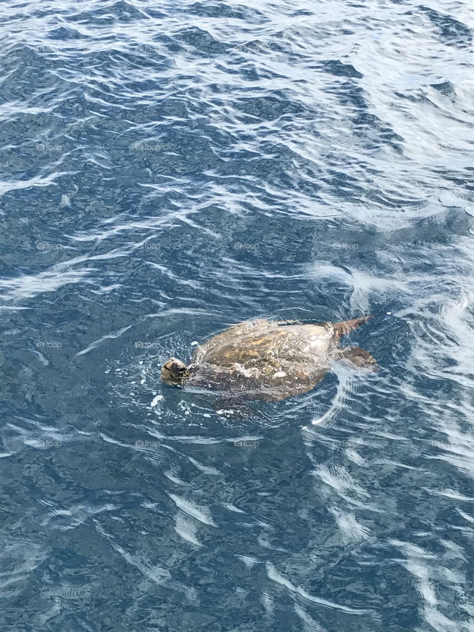 Saw a turtle in Kauai! 