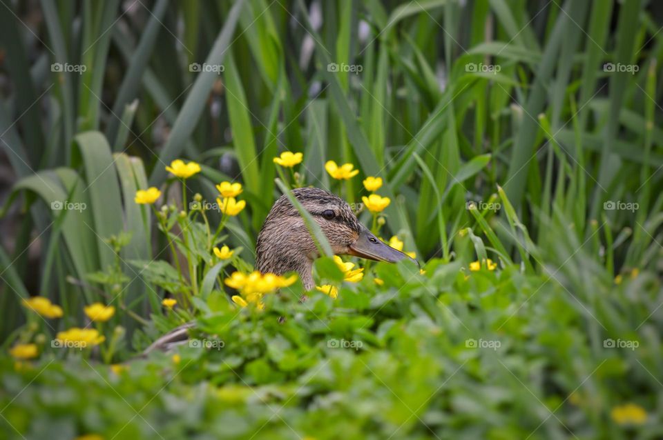 wild duck hiding in the bushes. only the duck's head is visible surrounded by yellow flowers