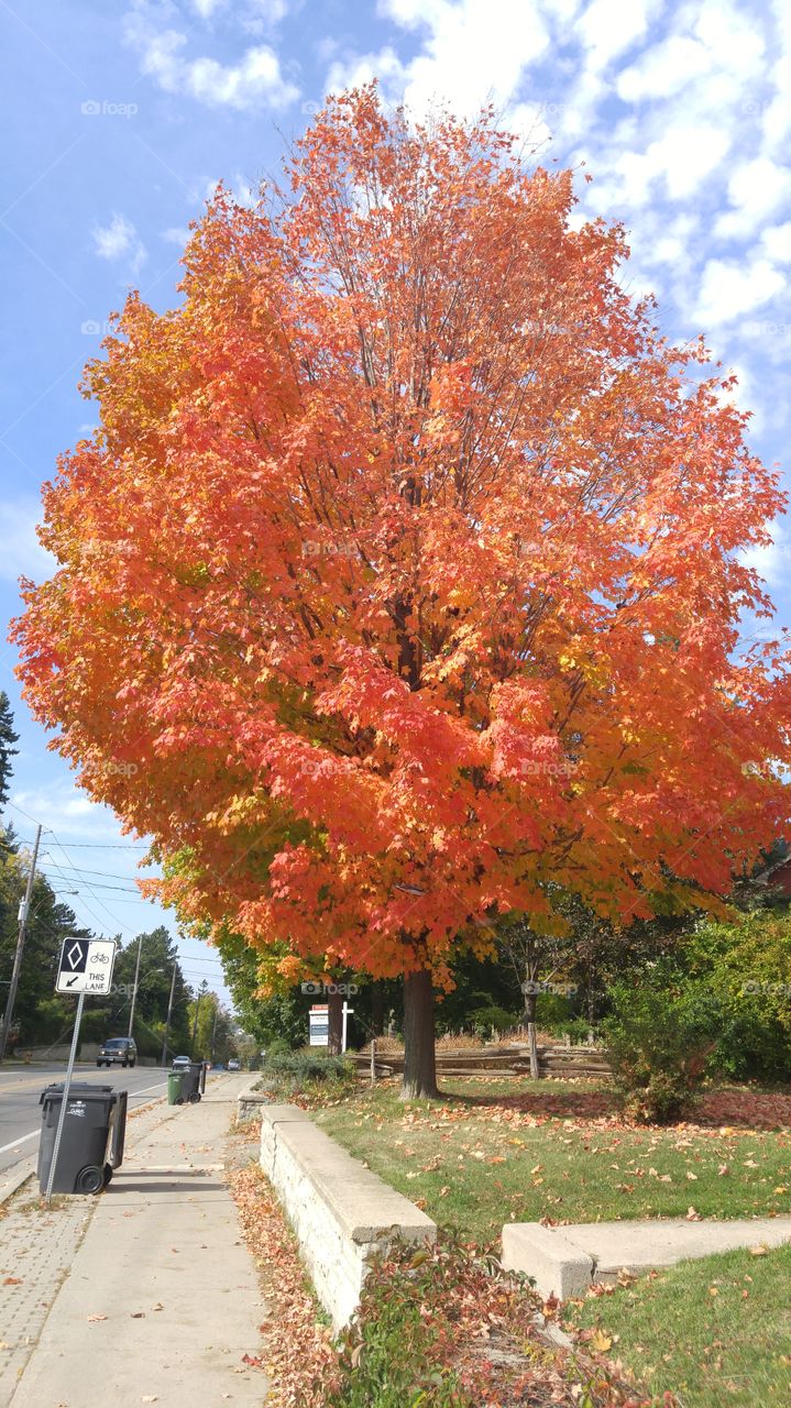 fall trees