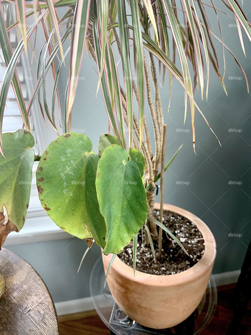 Indoor plants 