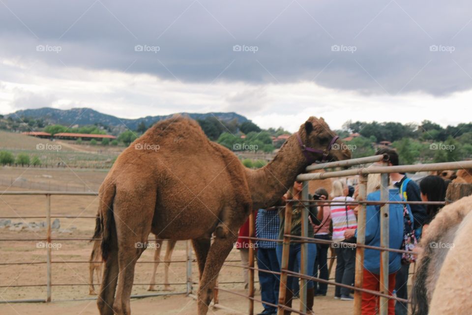 Camel, Mammal, Travel, Livestock, Arabian Camel