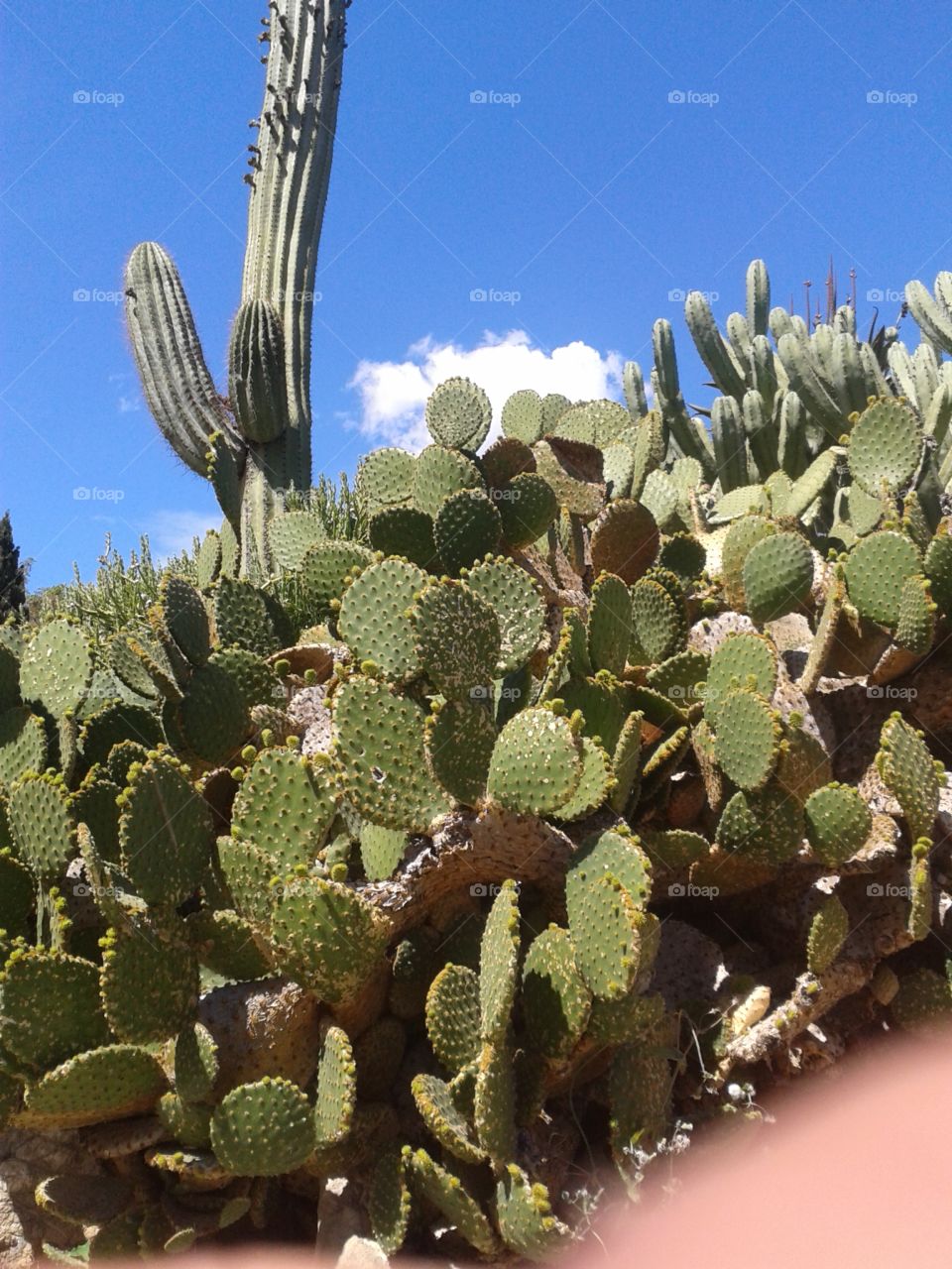 Cacti in Ibiza.