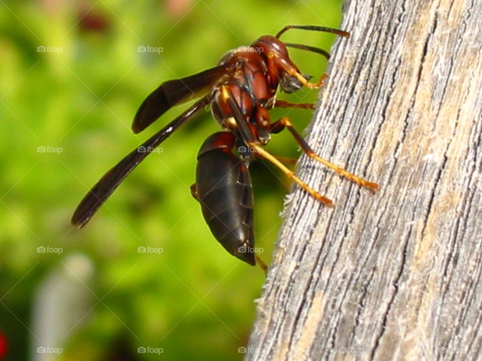 Wasp on wood