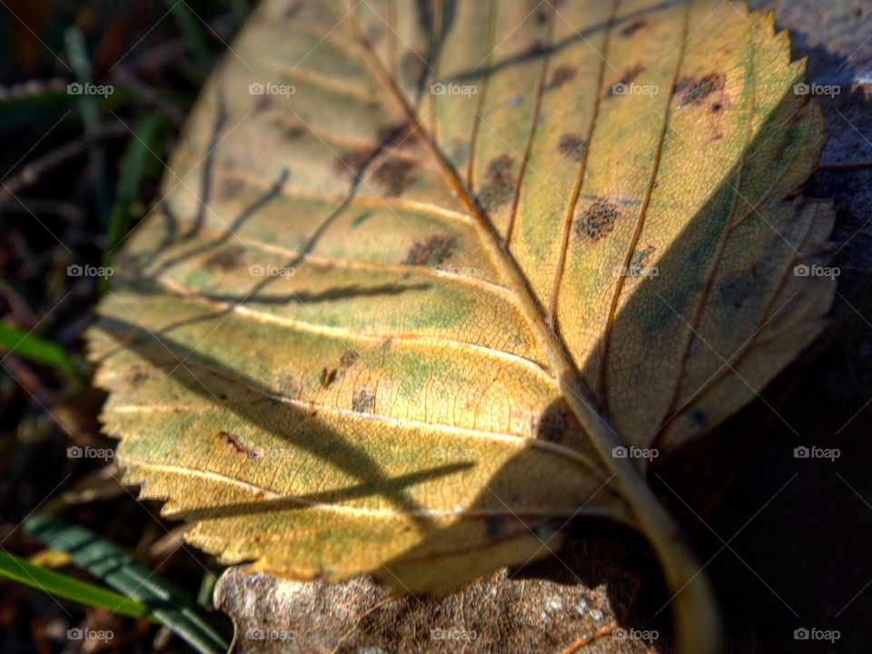 Macro Leaf