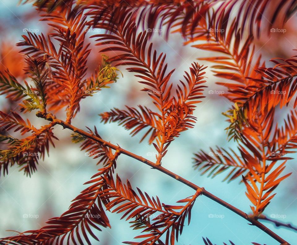close up photo of a Bald cypress tree during fall season