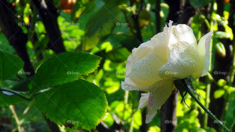 Rose with texture by the water droplets, gives it a silvery shine.
