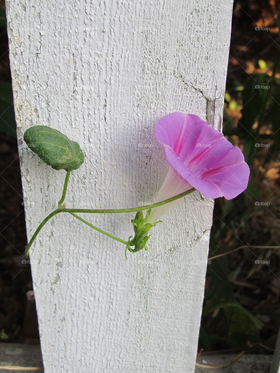 Morning glory on picket fence